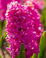 Hyacinth 'Pink Pearl' - Harding & Bloom