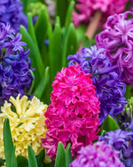 Hyacinth 'Mixed Colours' - Harding & Bloom