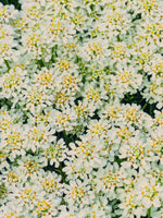 Iberis 'Snowflake' - Harding & Bloom