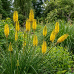 Kniphofia 'Sunningdale Yellow' (Red hot poker) – flower bulbs, main product photo (Harding & Bloom)