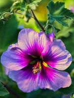 Lavatera 'Zebrina' - Harding & Bloom