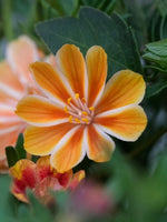 Lewisia 'Little Mango' - Harding & Bloom