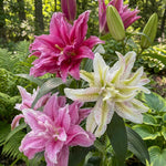 Lilium 'Double Oriental Mix' – lily bulbs, main product photo (Harding & Bloom)