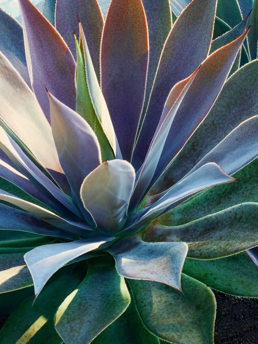 mangave lavender lady plant Buy Mangave 'Lavender Lady' | Smokey Purple Plant