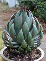 Mangave 'Praying Hands' - Harding & Bloom