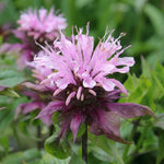 Monarda 'Beauty of Cobham' (Bee Balm) - Harding & Bloom