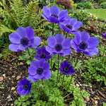 Anemone coronaria 'Mr Fokker' – anemone corms, main product photo (Harding & Bloom)