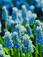 Grape Hyacinth 'Mountain Lady' - Harding & Bloom