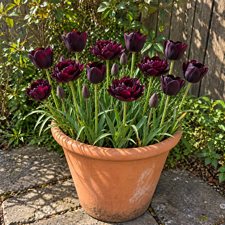 Midnight & Moonlight illustrative late-spring pot display