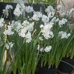 Narcissus tazetta 'Paperwhite' - Harding & Bloom