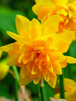 Dwarf Daffodil (Narcissus) 'Tete Boucle' - Harding & Bloom