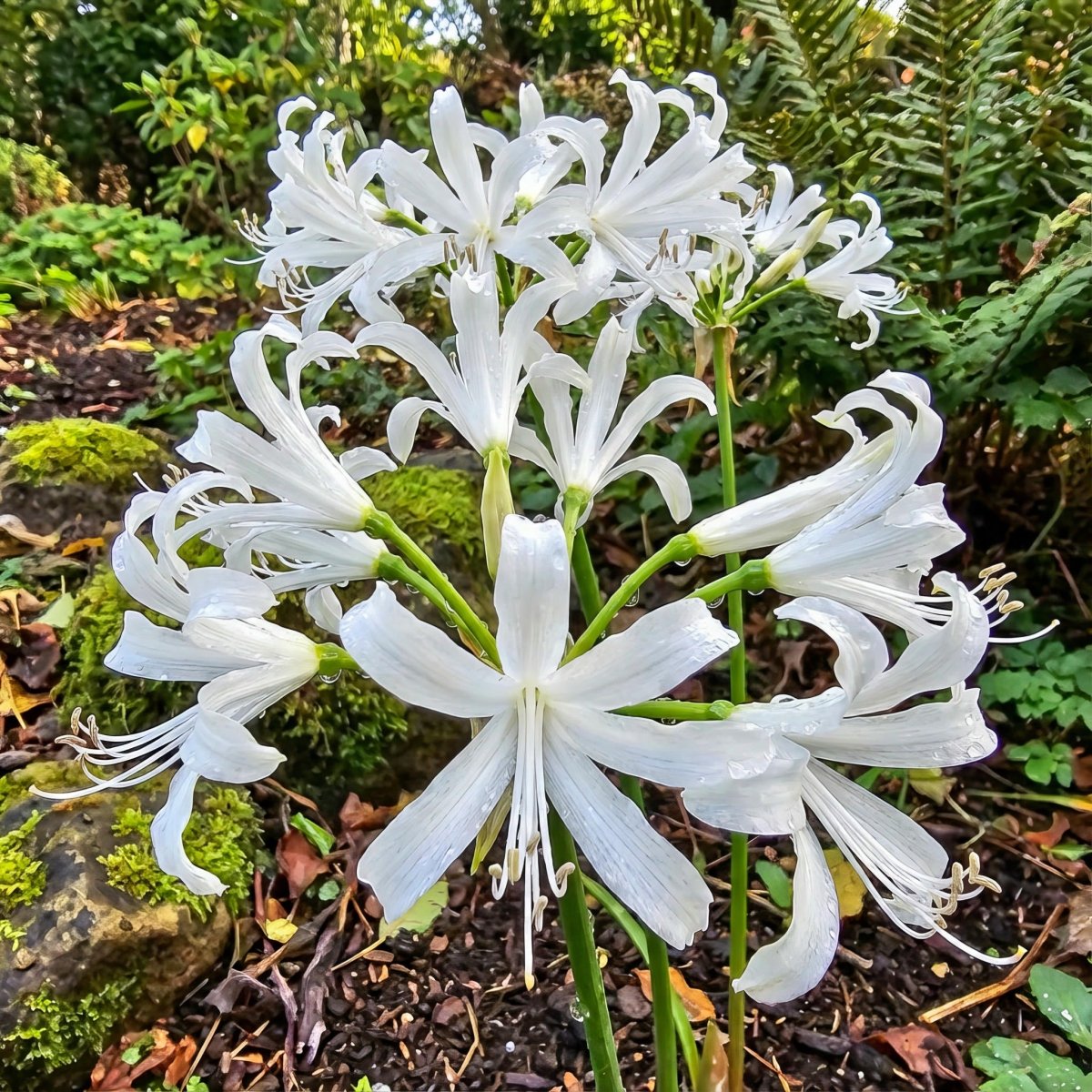 white nerine lily Nerine 'Alba' (Guernsey lily)