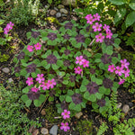 Oxalis 'Iron Cross' (Lucky clover) – oxalis bulbs, main product photo (Harding & Bloom)