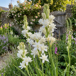 Polianthes 'The Pearl' – flower bulbs, main product photo (Harding & Bloom)