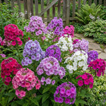 Phlox paniculata 'Mixed' – flower bulbs, main product photo (Harding & Bloom)