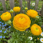 Ranunculus 'Yellow' (Persian buttercup) – ranunculus corms, main product photo (Harding & Bloom)