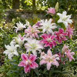 Lilium 'Roselily Double Oriental Mix' – lily bulbs, main product photo (Harding & Bloom)