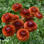 Ranunculus Elegance® 'Cioccolata' (Persian buttercup) - Harding & Bloom