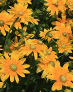 Rudbeckia 'Prairie Sun' (Black - Eyed Susan) - Harding & Bloom