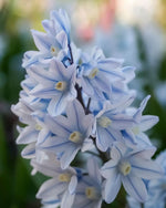 Russian Snowdrop 'Puschkinia libanotica' - Harding & Bloom