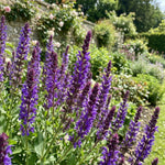 Salvia 'Ostfriesland' (East Friesland) - Harding & Bloom