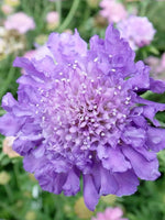 Scabiosa 'Kudo Blue' - Harding & Bloom