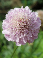 Scabiosa 'Kudo Pink' - Harding & Bloom