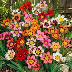 Sparaxis 'Mixed' (Harlequin flower) – flower bulbs, main product photo (Harding & Bloom)
