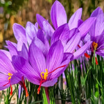 Saffron Crocus 'sativus' (Crocus) - Harding & Bloom
