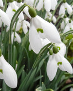 Snowdrop 'S. Arnott' - Harding & Bloom