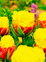 Tulip 'Ice Cream Banana' - Harding & Bloom