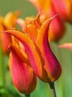 Tulip 'Ballerina' - Harding & Bloom