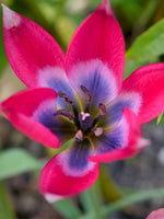 Tulip 'Little Beauty' - Harding & Bloom