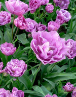 Tulip 'Lilac Perfection' - Harding & Bloom