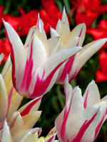 Tulip 'Marilyn' - Harding & Bloom