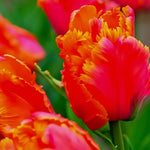 Tulip 'Amazing Parrot' - Harding & Bloom