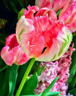 Tulip 'Apricot Parrot' - Harding & Bloom