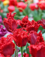 Tulip 'Barbados' - Harding & Bloom