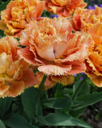 Tulip 'Brisbane' - Harding & Bloom