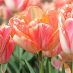 Tulip 'Creme Upstar' - Harding & Bloom