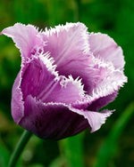 Tulip 'Cummins' - Harding & Bloom