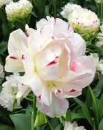 Tulip 'Danceline' - Harding & Bloom