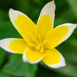 Tulip 'Dasystemon Tarda' - Harding & Bloom