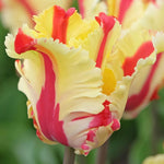 Tulip 'Flaming Parrot' - Harding & Bloom
