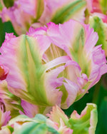 Tulip 'Green Wave' - Harding & Bloom