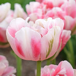 Tulip 'Greenland' - Harding & Bloom