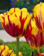 Tulip 'Helmar' - Harding & Bloom