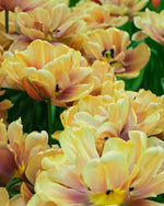 Tulip 'La Belle Epoque' - Harding & Bloom