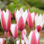 Tulip 'Lady Jane' - Harding & Bloom