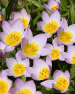 Tulip 'Lilac Wonder' - Harding & Bloom